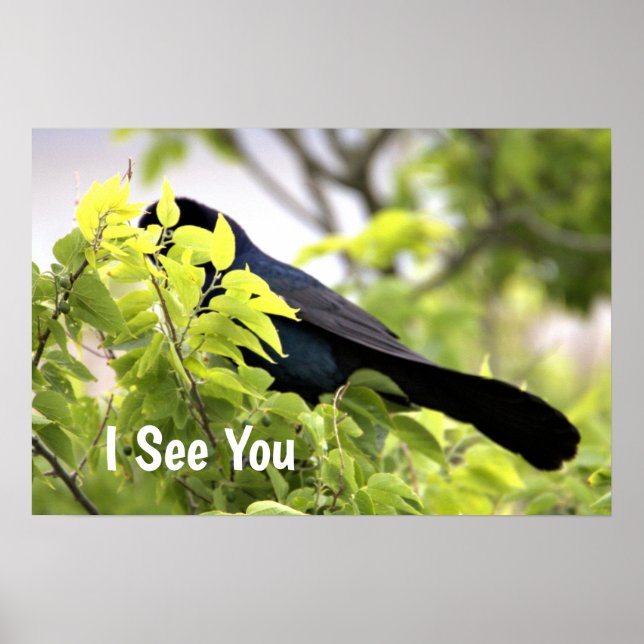 Boat-tailed Grackle Bird Poster (Frente)