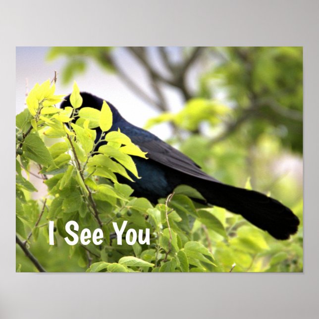 Boat-tailed Grackle Bird Poster (Frente)