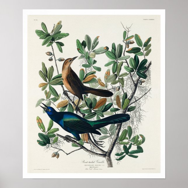 Boat-tailed Grackle by Audubon Poster (Frente)