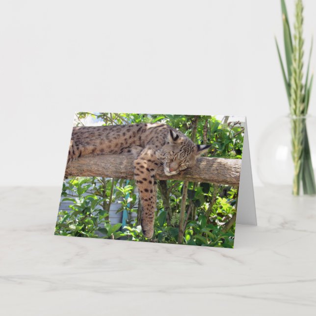 Bob Cat - Cartão de Dia de os pais do Cat Nappin (Frente)