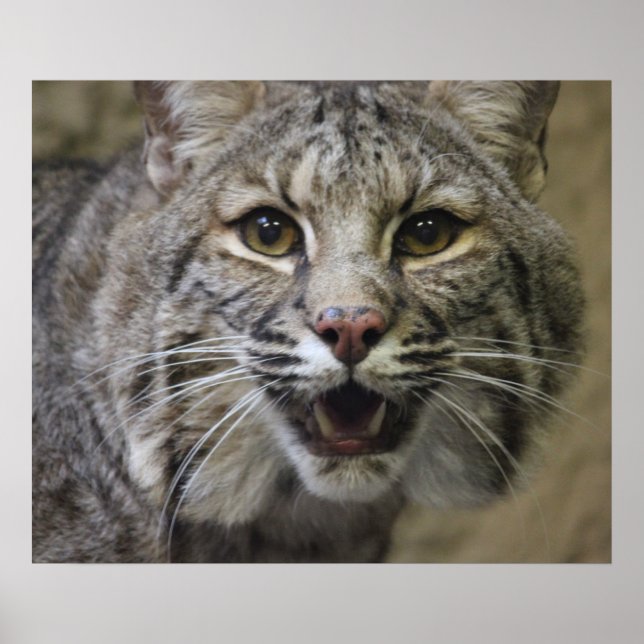 Bobcat Poster (Frente)