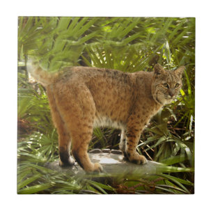 BobcatBCR004
