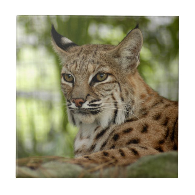 BobcatBCR032 (Frente)