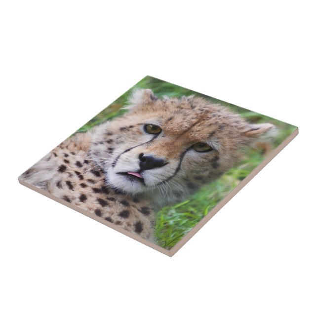 Bobo Cheetah Cub (Lateral)