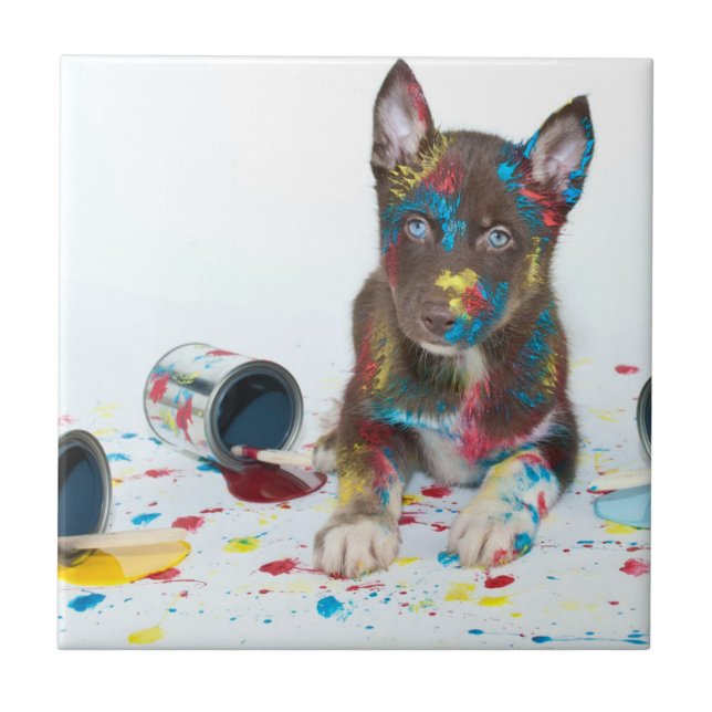 Bobo Rouco Puppy entrou em Baldes Paint (Frente)