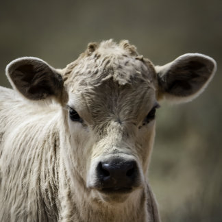 Body Para Bebê Perfect fit for after that perfect filling feeding