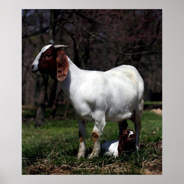 Boer Goat Mother And Baby Poster Print (Frente)