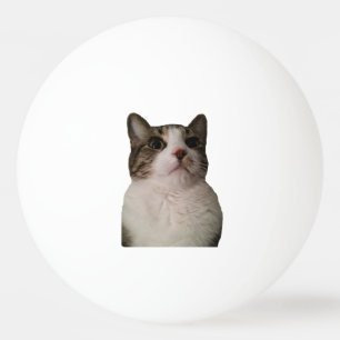 Bola autêntica do gato