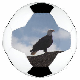 Bola de futebol da águia-baleeira