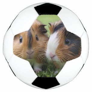 Bola De Futebol Dois Porcos Bebês TortoisInferno-Guiné,