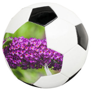 Bola De Futebol energia katydid
