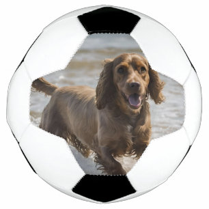 Bola De Futebol Feliz Dia de Diversão em Praia do Cocker Spaniel,