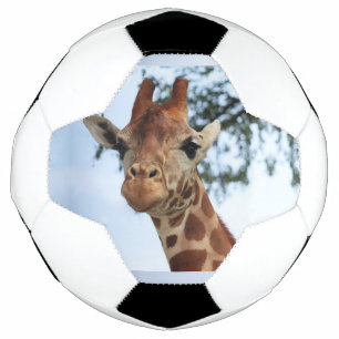 Bola De Futebol Feliz Girafa Fechar A Vida Selvagem Safari