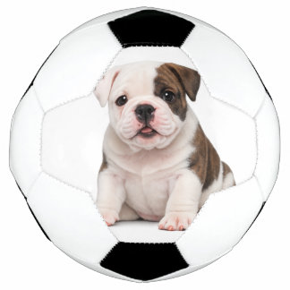 Bola De Futebol Filhote de Bulldog Inglês Fofo