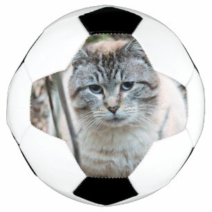 Bola De Futebol Gato
