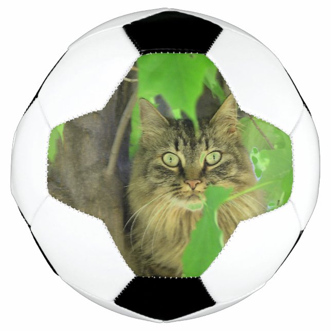 Bola De Futebol Gato Maine Coon na Árvore (Frente)