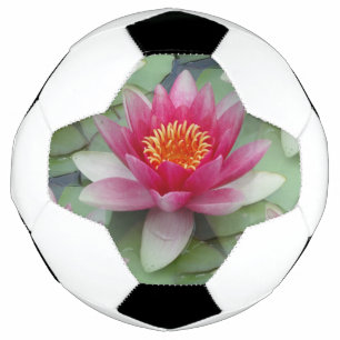 Bola De Futebol Lily de Água do Lotus Rosa