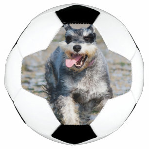 Bola De Futebol mini schnauzer