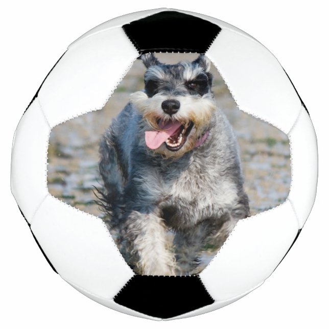 Bola De Futebol mini schnauzer (Frente)