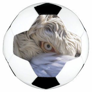 Bola De Futebol O Olho de um Pelicano