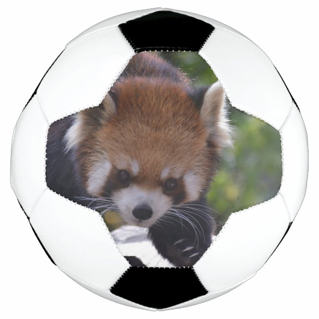 Bola De Futebol Panda Vermelha Prowling (Frente)