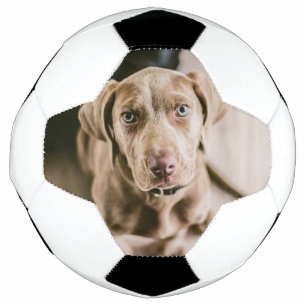 Bola De Futebol Retrato de cão