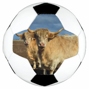 Bola De Futebol Terras Altas do ouro: A Graça das Vacas Coloridas
