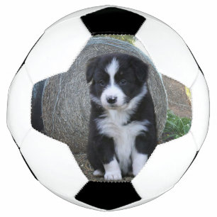 Bola De Futebol Vida de Fazenda de Filhote de Border Collie,