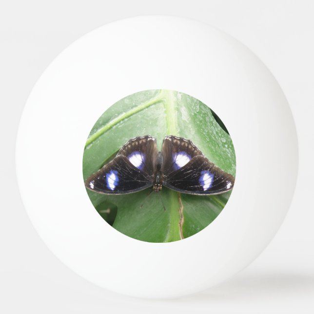 Bola de Pong Belo Blue Spotted Butterfly Ping Pong (Verso)