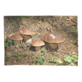 boletus