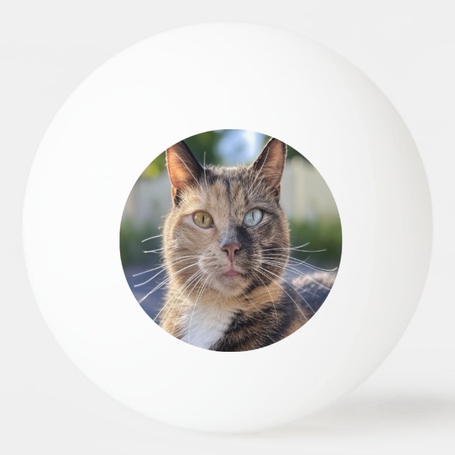 Bolinha De Ping Pong Adicionar Personalização de Foto de Cat (Frente)