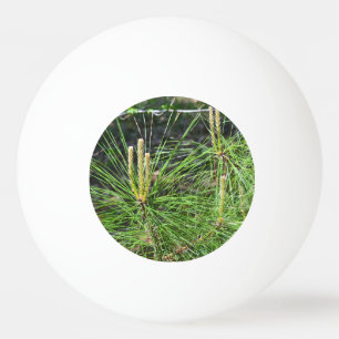 Bolinha De Ping Pong Agulhas de pinheiro por Kenneth Yoncich
