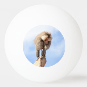 Bolinha De Ping Pong Babuíno no topo de uma montanha