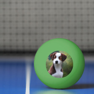 Bolinha De Ping Pong Bruce O Bordo Collie Puppy, Ping Pong Ball
