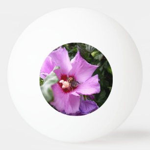 Bolinha De Ping Pong Bumblebee na Flor de Hibiscus