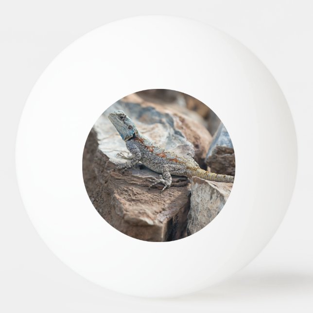 Bolinha De Ping Pong Cabeça azul de Agama (Frente)