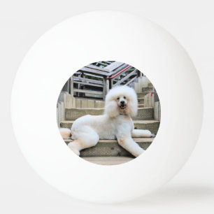 Bolinha De Ping Pong Caniche - queimada - instrutor