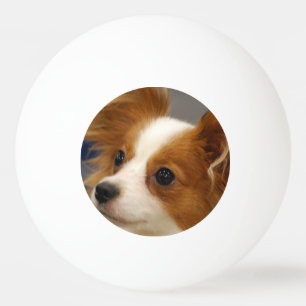 Bolinha De Ping Pong Cão bonito de Papillon