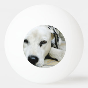 Bolinha De Ping Pong Cão Dalmatian