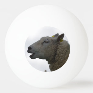 Bolinha De Ping Pong Carneiros que Chomping no feno