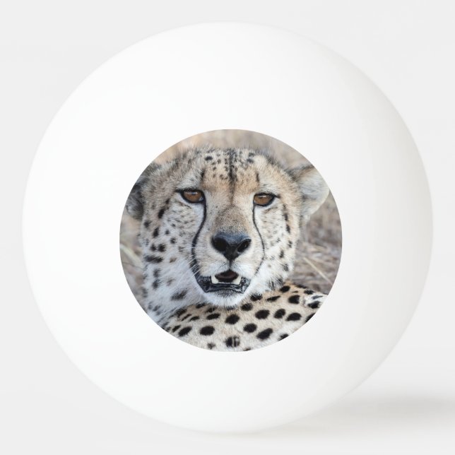 Bolinha De Ping Pong Cheetah Portrait (Frente)