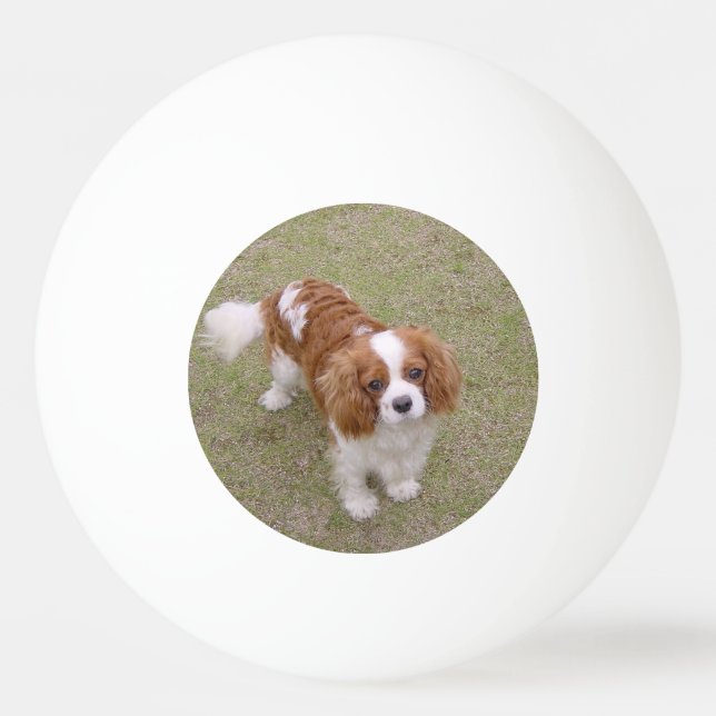 Bolinha De Ping Pong Cheio Cavalier-king-charles-spaniel (Frente)