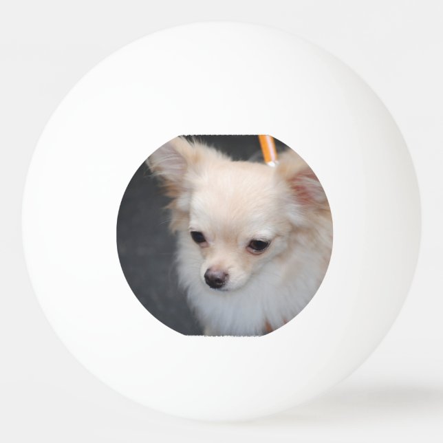 Bolinha De Ping Pong Chihuahua de cabelos compridos (Frente)