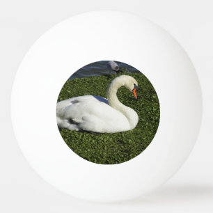 Bolinha De Ping Pong Cisne branca