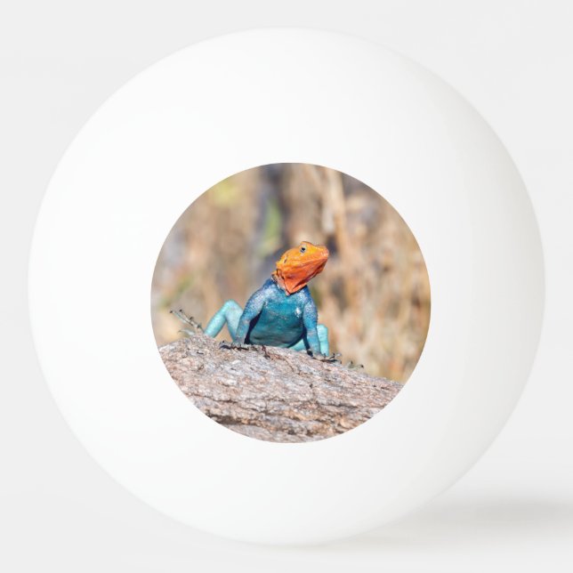 Bolinha De Ping Pong Common Agama (Frente)