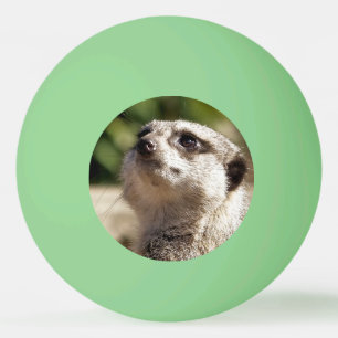 BOLINHA DE PING PONG CUTE MEERKAT