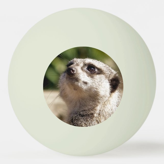 BOLINHA DE PING PONG CUTE MEERKAT (Frente)