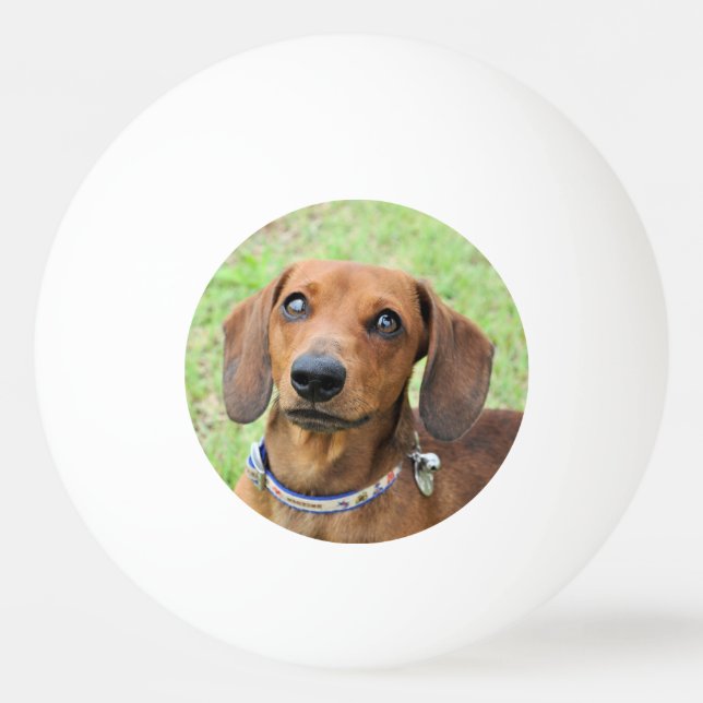 Bolinha De Ping Pong Dachshund (Frente)
