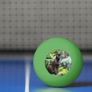 Bolinha De Ping Pong Dexter O Gato Negro Siamês, Ping Pong Ball