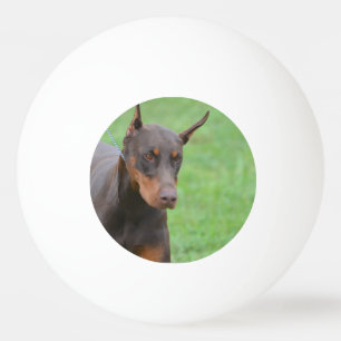 Bolinha De Ping Pong Doberman